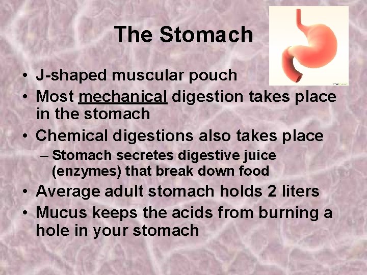 The Stomach • J-shaped muscular pouch • Most mechanical digestion takes place in the