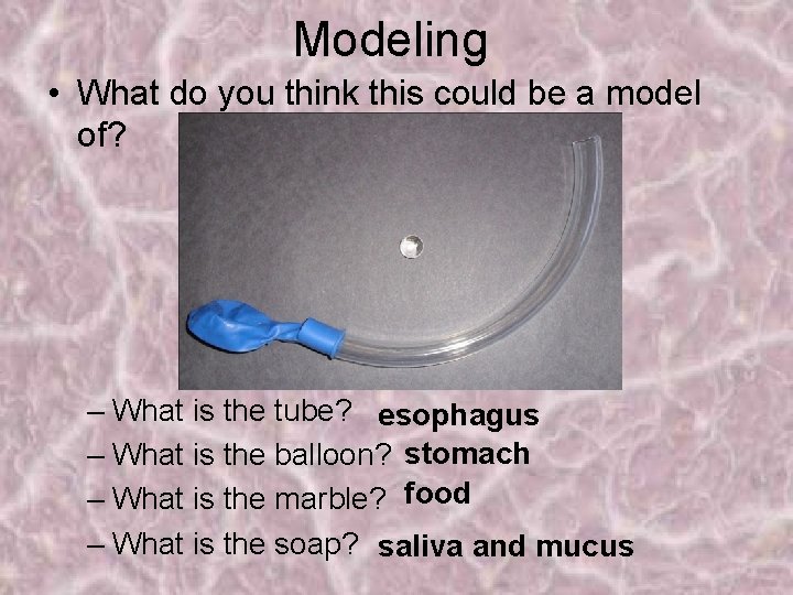 Modeling • What do you think this could be a model of? – What