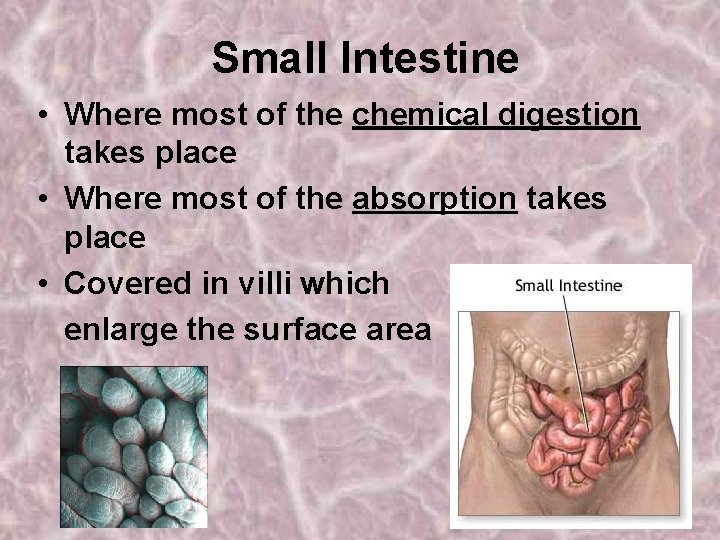 Small Intestine • Where most of the chemical digestion takes place • Where most