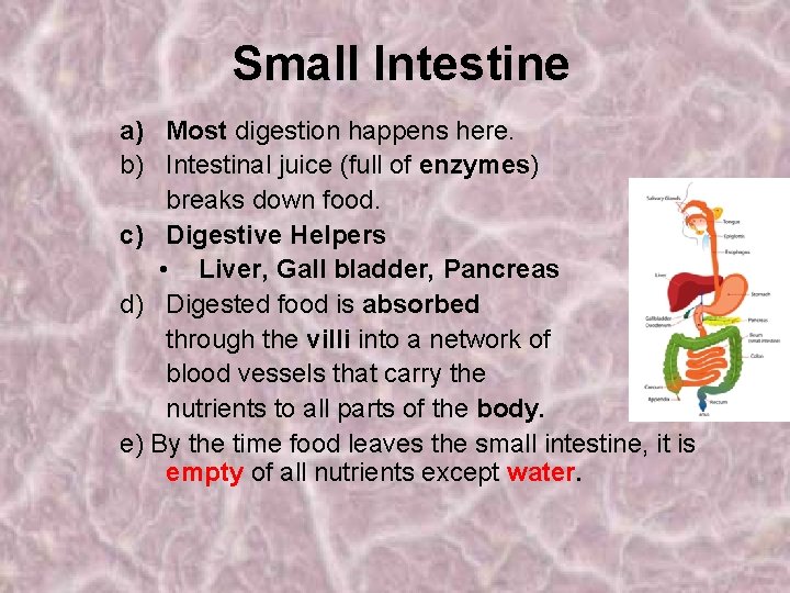 Small Intestine a) Most digestion happens here. b) Intestinal juice (full of enzymes) breaks