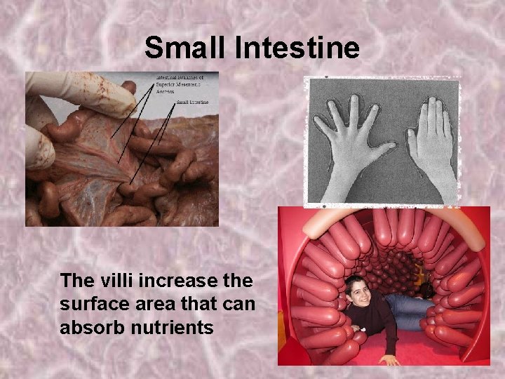 Small Intestine The villi increase the surface area that can absorb nutrients 