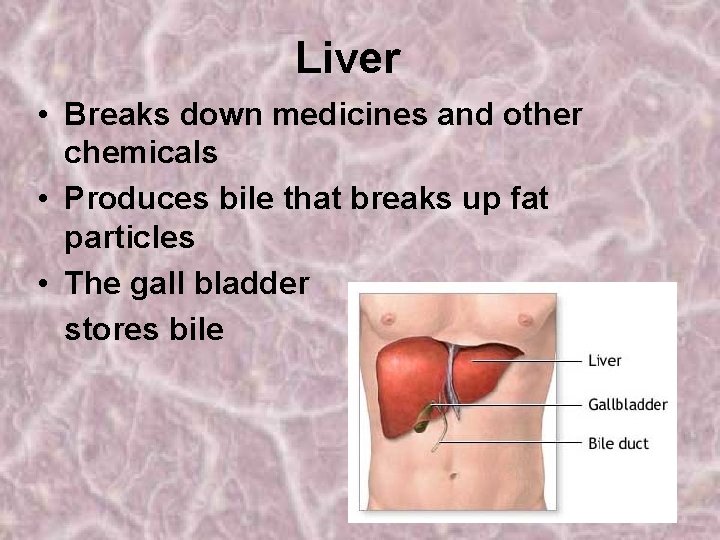 Liver • Breaks down medicines and other chemicals • Produces bile that breaks up