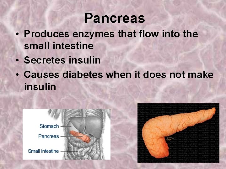 Pancreas • Produces enzymes that flow into the small intestine • Secretes insulin •