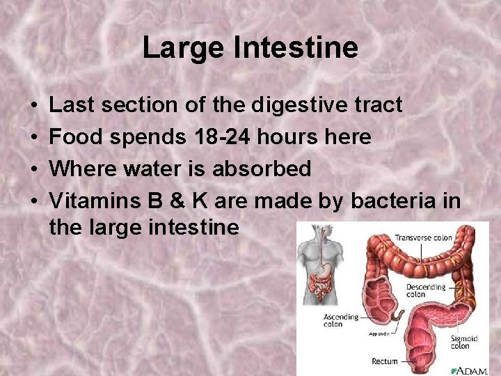 Large Intestine • • Last section of the digestive tract Food spends 18 -24