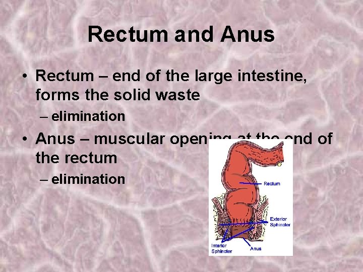 Rectum and Anus • Rectum – end of the large intestine, forms the solid