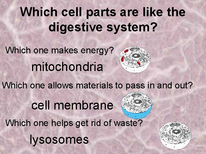 Which cell parts are like the digestive system? Which one makes energy? mitochondria Which