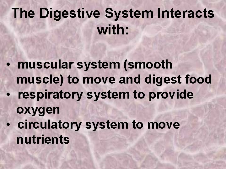 The Digestive System Interacts with: • muscular system (smooth muscle) to move and digest