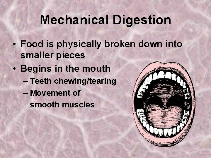 Mechanical Digestion • Food is physically broken down into smaller pieces • Begins in
