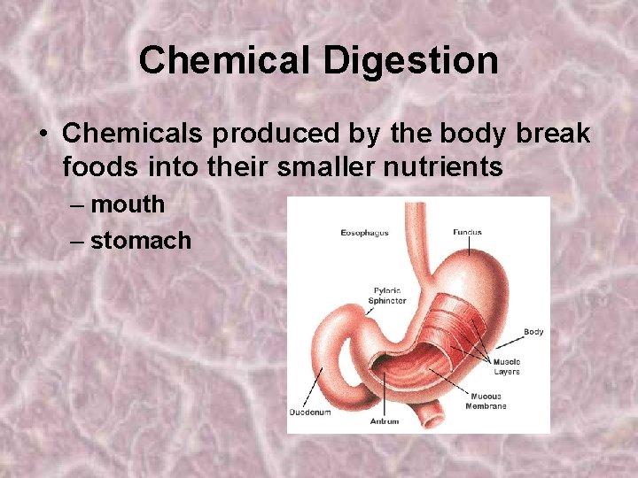 Chemical Digestion • Chemicals produced by the body break foods into their smaller nutrients