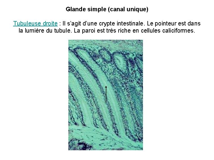 Glande simple (canal unique) Tubuleuse droite : Il s’agit d’une crypte intestinale. Le pointeur