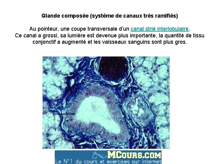 Glande composée (système de canaux très ramifiés) Au pointeur, une coupe transversale d’un canal