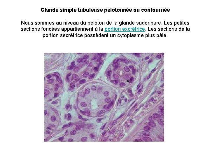 Glande simple tubuleuse pelotonnée ou contournée Nous sommes au niveau du peloton de la