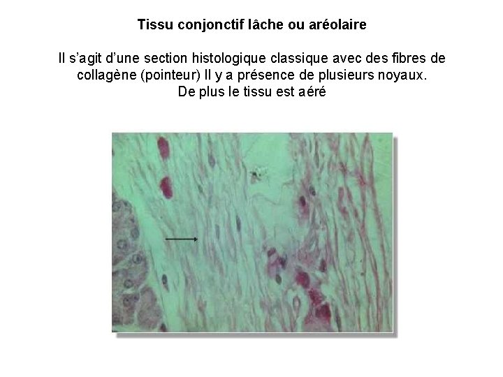 Tissu conjonctif lâche ou aréolaire Il s’agit d’une section histologique classique avec des fibres