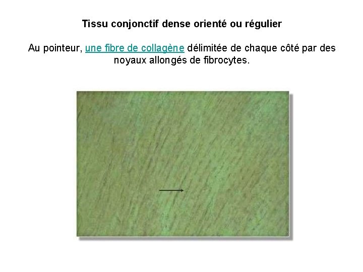 Tissu conjonctif dense orienté ou régulier Au pointeur, une fibre de collagène délimitée de