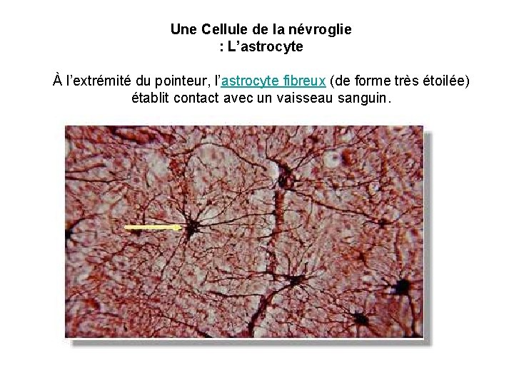 Une Cellule de la névroglie : L’astrocyte À l’extrémité du pointeur, l’astrocyte fibreux (de