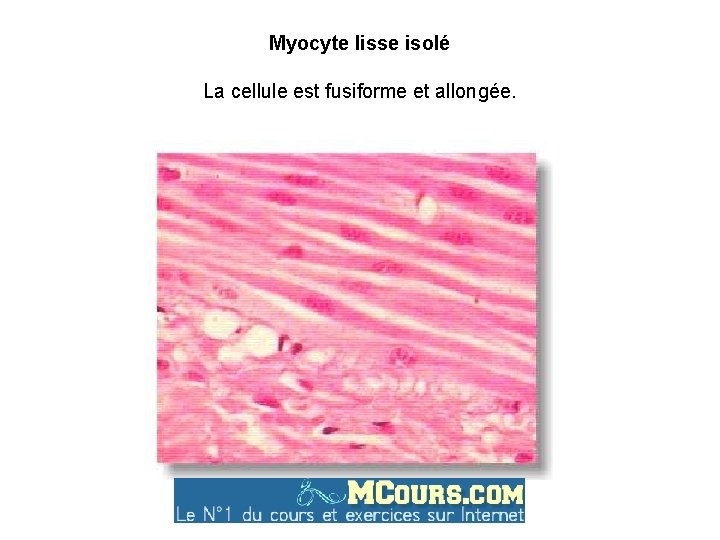 Myocyte lisse isolé La cellule est fusiforme et allongée. 