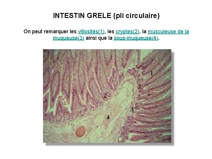 INTESTIN GRELE (pli circulaire) On peut remarquer les villosités(1), les cryptes(2), la musculeuse de