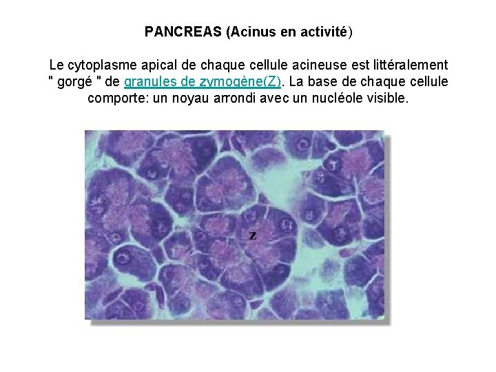 PANCREAS (Acinus en activité) Le cytoplasme apical de chaque cellule acineuse est littéralement "