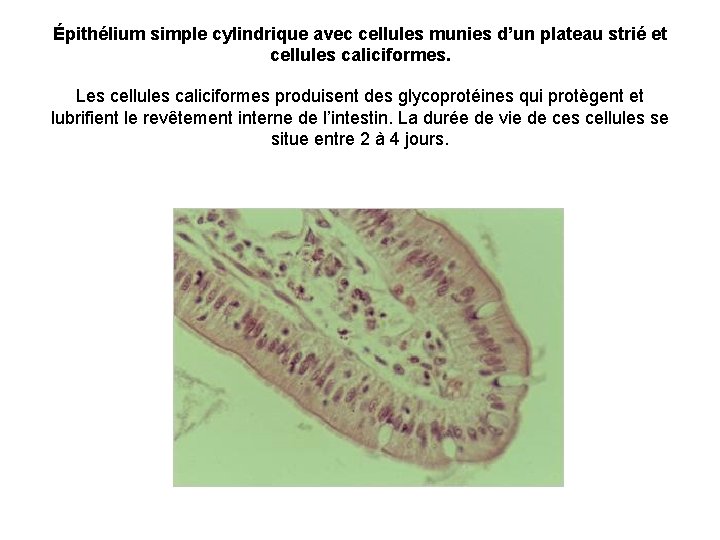 Épithélium simple cylindrique avec cellules munies d’un plateau strié et cellules caliciformes. Les cellules