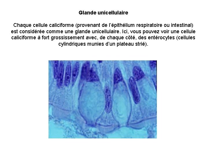 Glande unicellulaire Chaque cellule caliciforme (provenant de l’épithélium respiratoire ou intestinal) est considérée comme