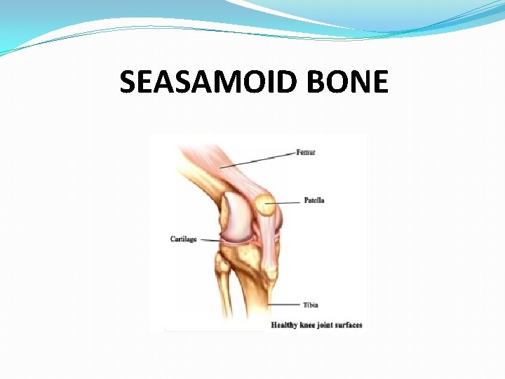 SEASAMOID BONE 