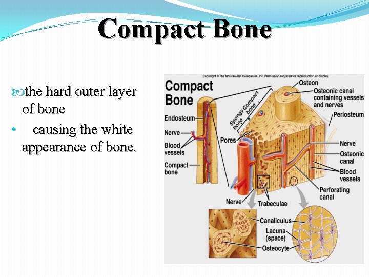 Compact Bone the hard outer layer of bone • causing the white appearance of