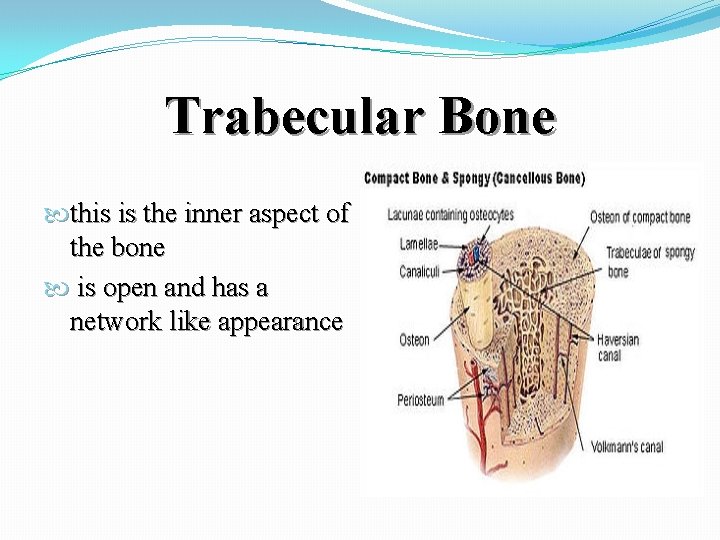 Trabecular Bone this is the inner aspect of the bone is open and has