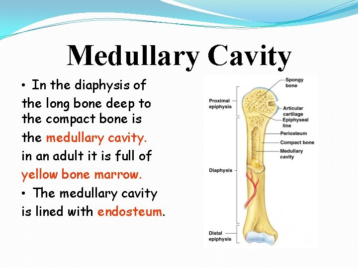 Medullary Cavity • In the diaphysis of the long bone deep to the compact