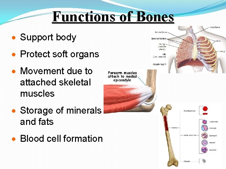Functions of Bones · Support body · Protect soft organs · Movement due to