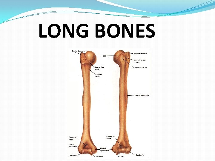 LONG BONES 