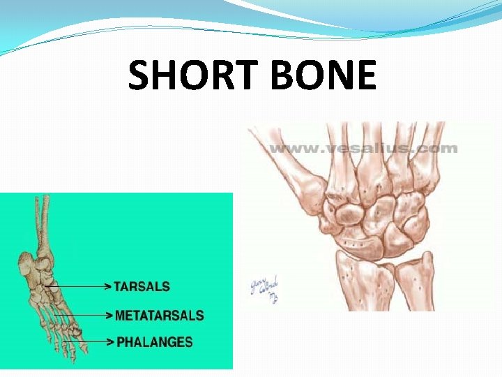 SHORT BONE 