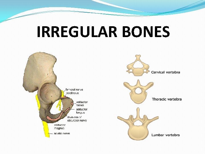 IRREGULAR BONES 