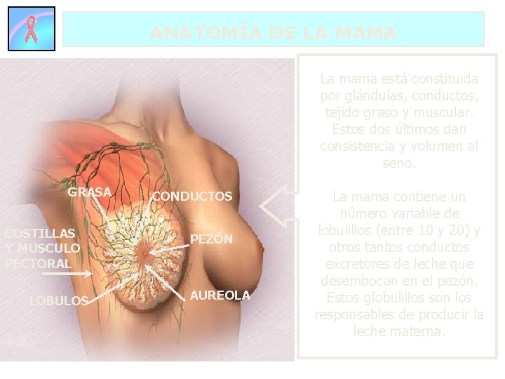 ANATOMÍA DE LA MAMA La mama está constituida por glándulas, conductos, tejido graso y