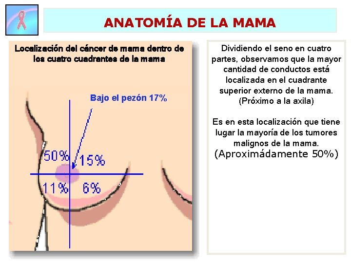 ANATOMÍA DE LA MAMA Localización del cáncer de mama dentro de los cuatro cuadrantes