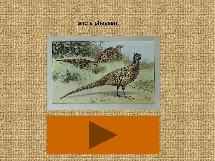 and a pheasant. 