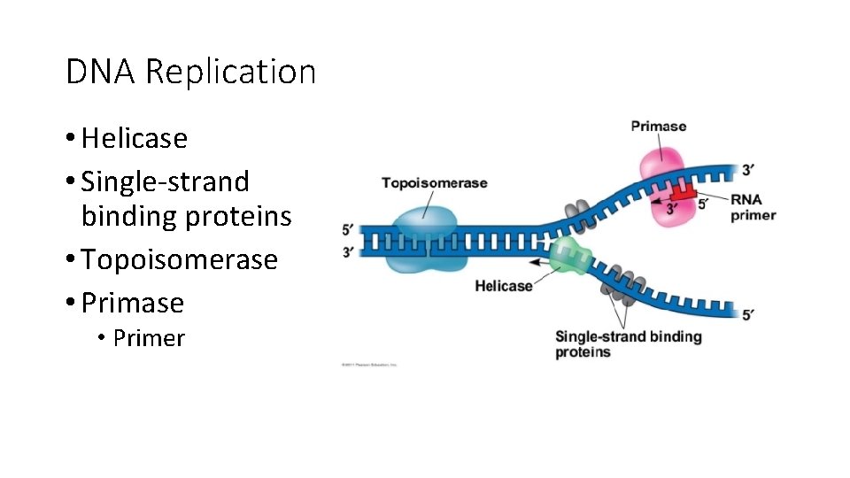 DNA Replication • Helicase • Single-strand binding proteins • Topoisomerase • Primer 