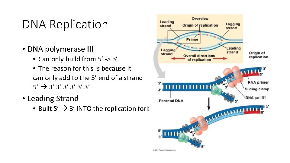 DNA Replication • DNA polymerase III • Can only build from 5’ -> 3’