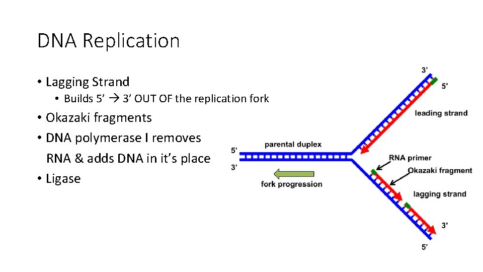 DNA Replication • Lagging Strand • Builds 5’ 3’ OUT OF the replication fork
