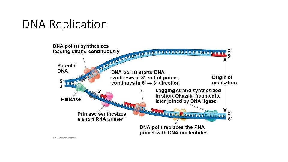 DNA Replication 