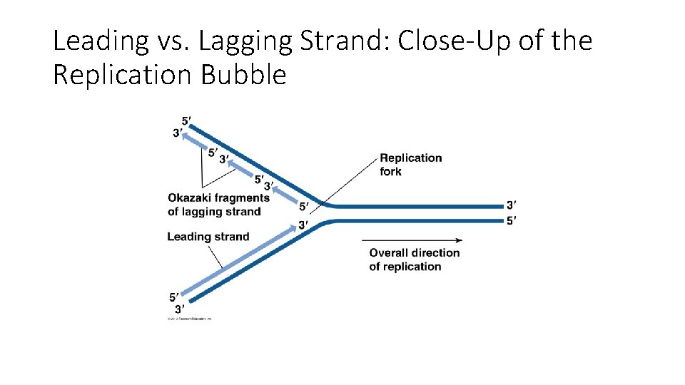 Leading vs. Lagging Strand: Close-Up of the Replication Bubble 