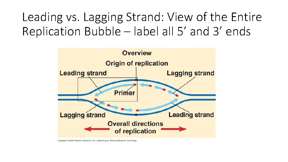 Leading vs. Lagging Strand: View of the Entire Replication Bubble – label all 5’