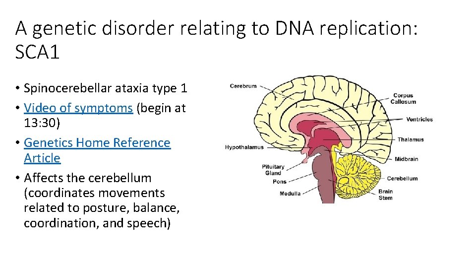 A genetic disorder relating to DNA replication: SCA 1 • Spinocerebellar ataxia type 1