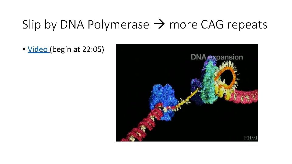 Slip by DNA Polymerase more CAG repeats • Video (begin at 22: 05) 