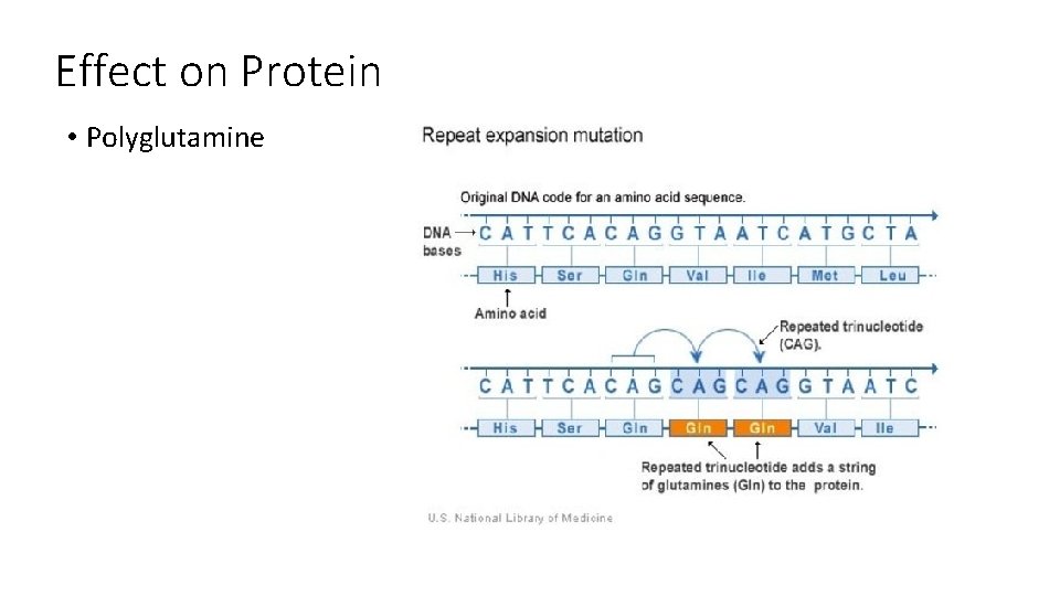 Effect on Protein • Polyglutamine 