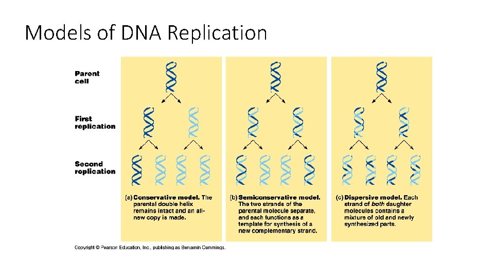 Models of DNA Replication 