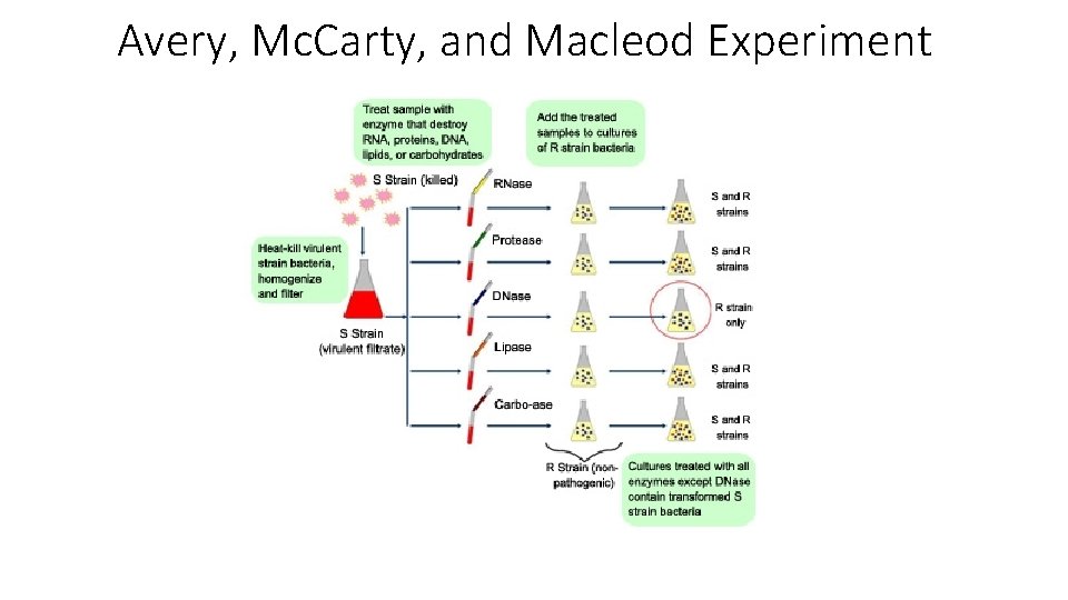 Avery, Mc. Carty, and Macleod Experiment 
