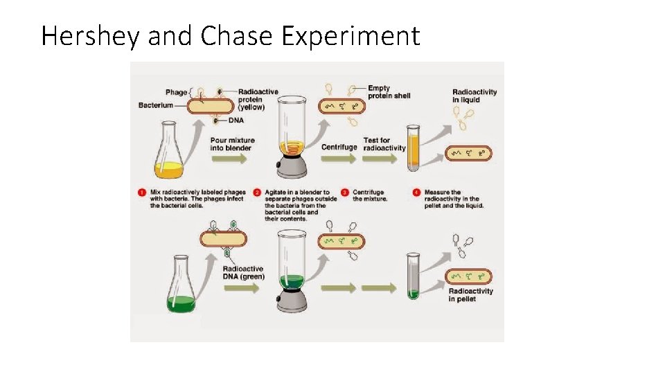 Hershey and Chase Experiment 