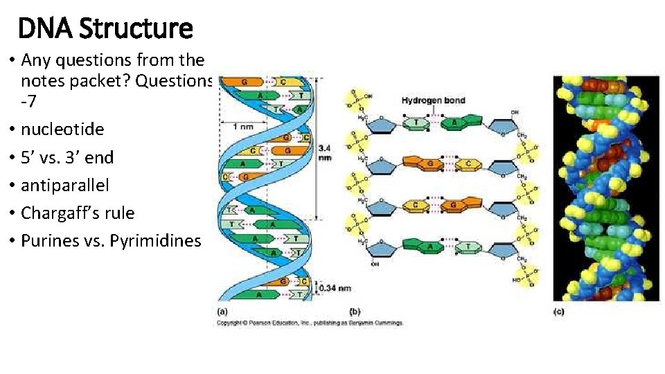 DNA Structure • Any questions from the notes packet? Questions 5 -7 • nucleotide