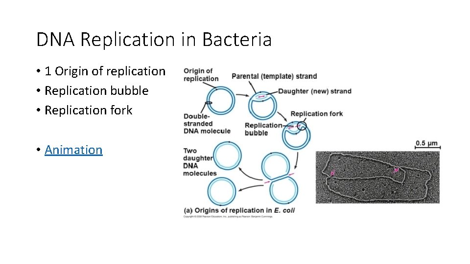 DNA Replication in Bacteria • 1 Origin of replication • Replication bubble • Replication