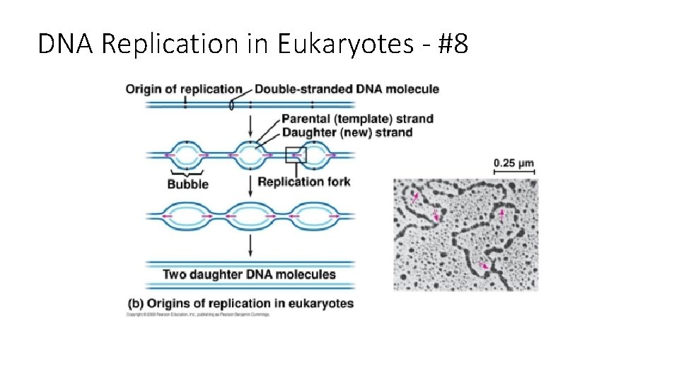 DNA Replication in Eukaryotes - #8 